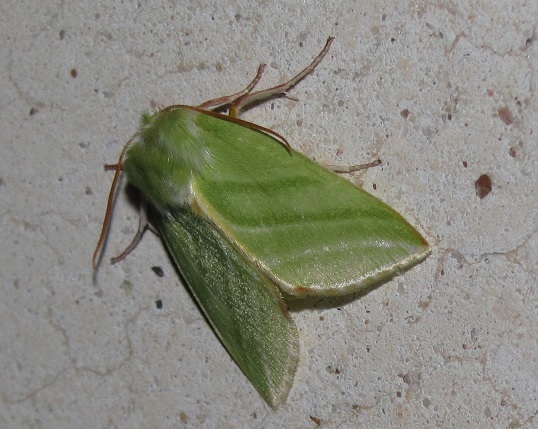 Pseudoips prasinana, Nolidae